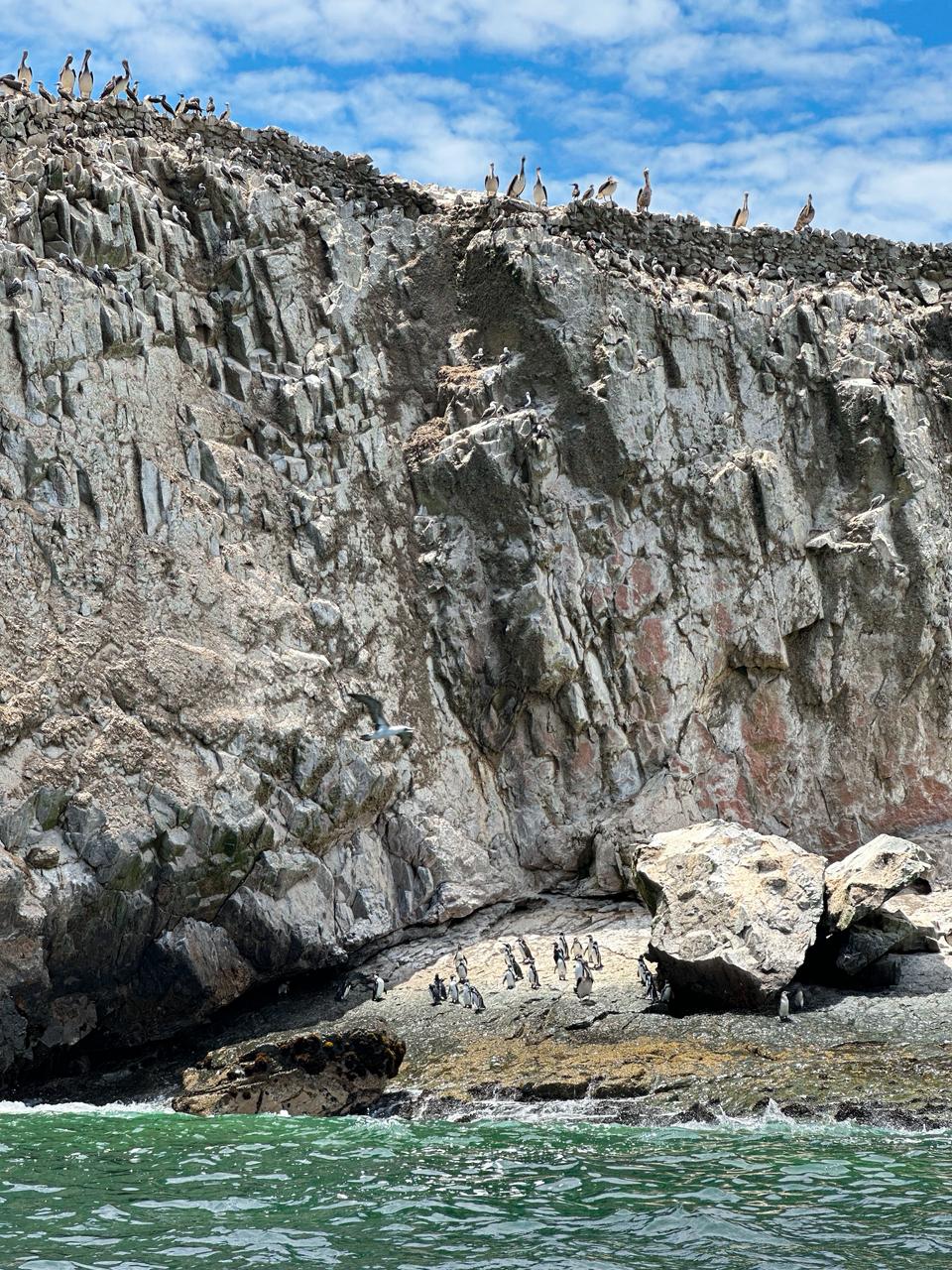 Lobos marinos y pingüinos de Humboldt en las Islas Guañape, La Libertad, Perú