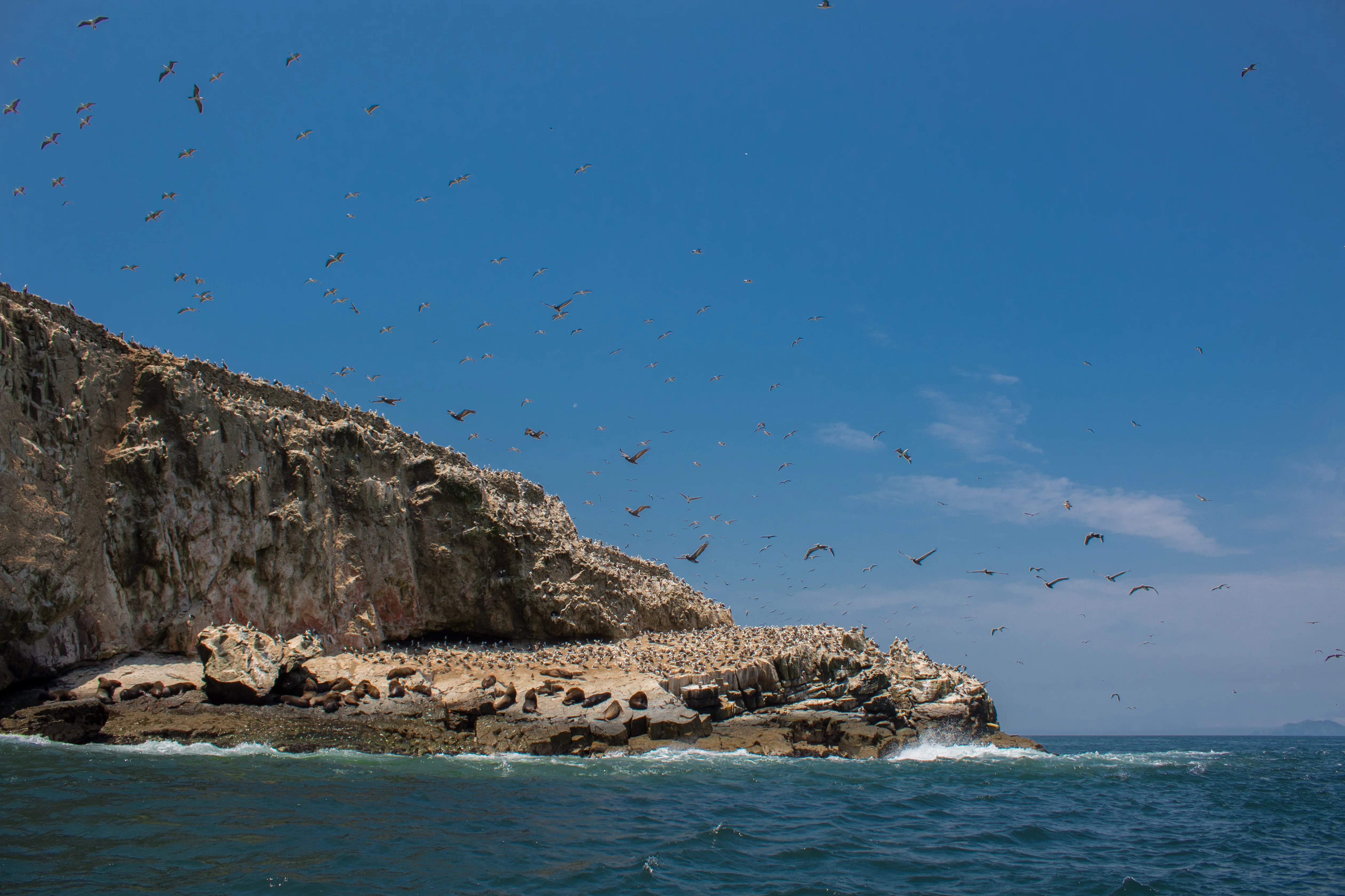Lobos marinos descansando