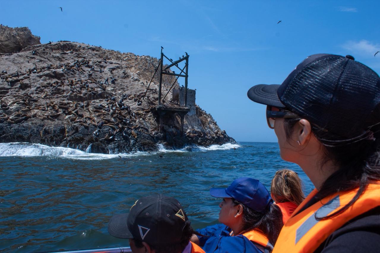 Pingüinos en las rocas