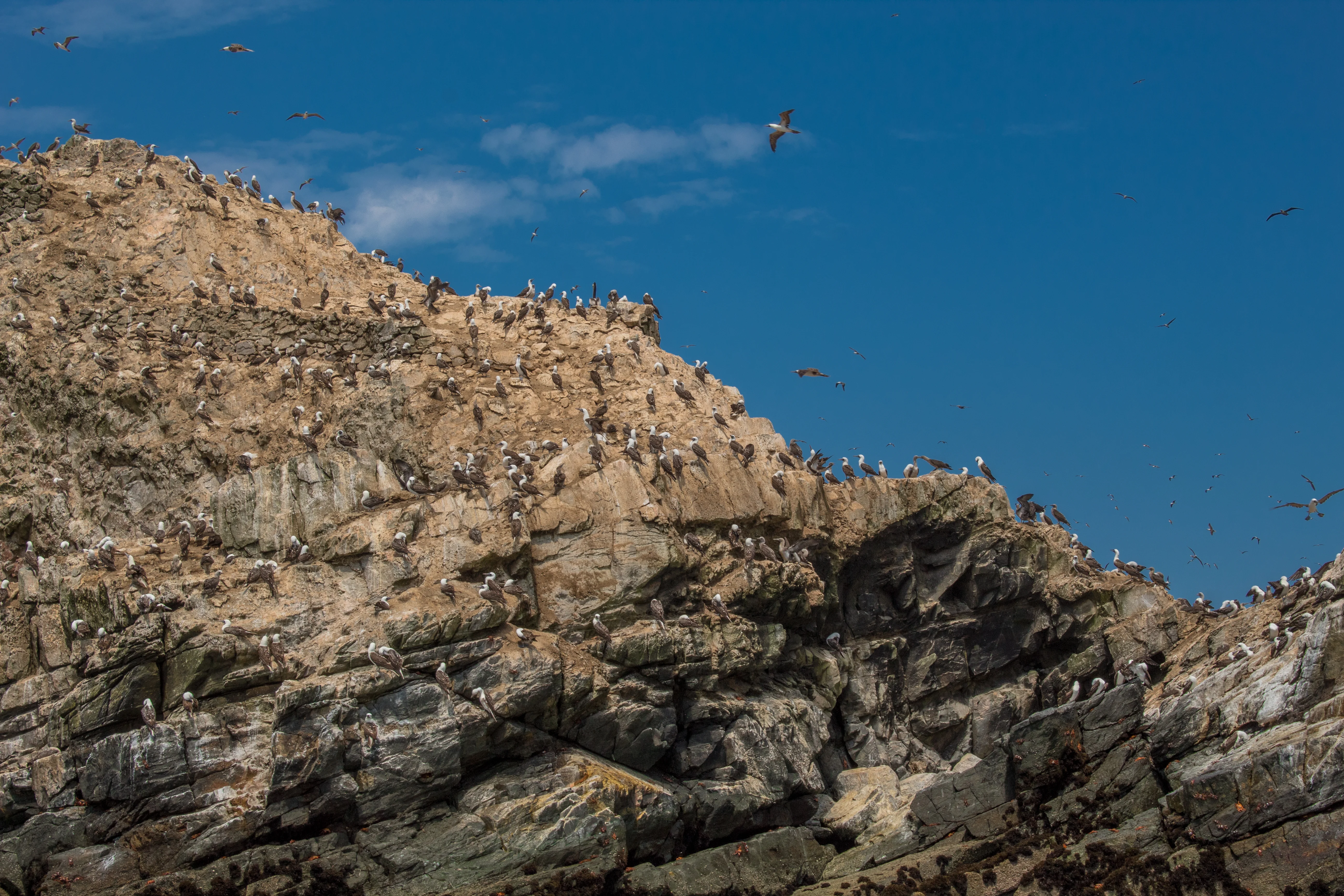 Lobos marinos en las Islas Guañape